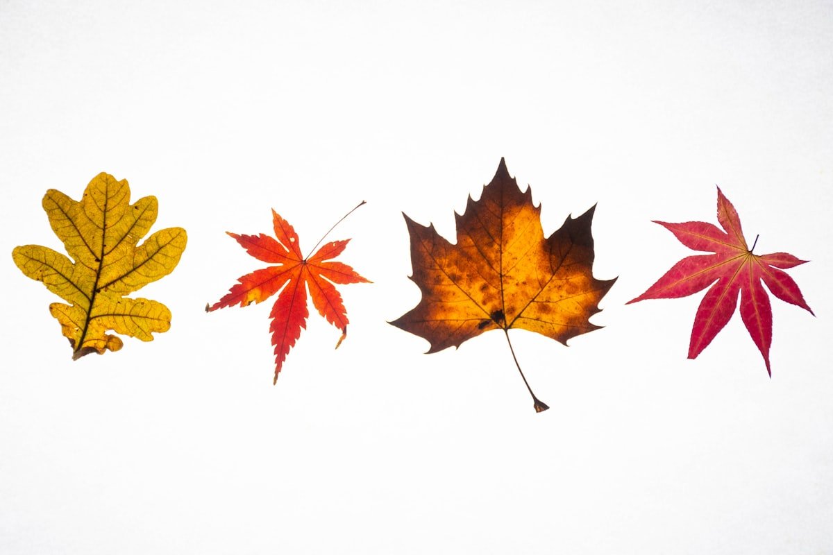 Colorful autumn leaves for a kids gratitude tree craft