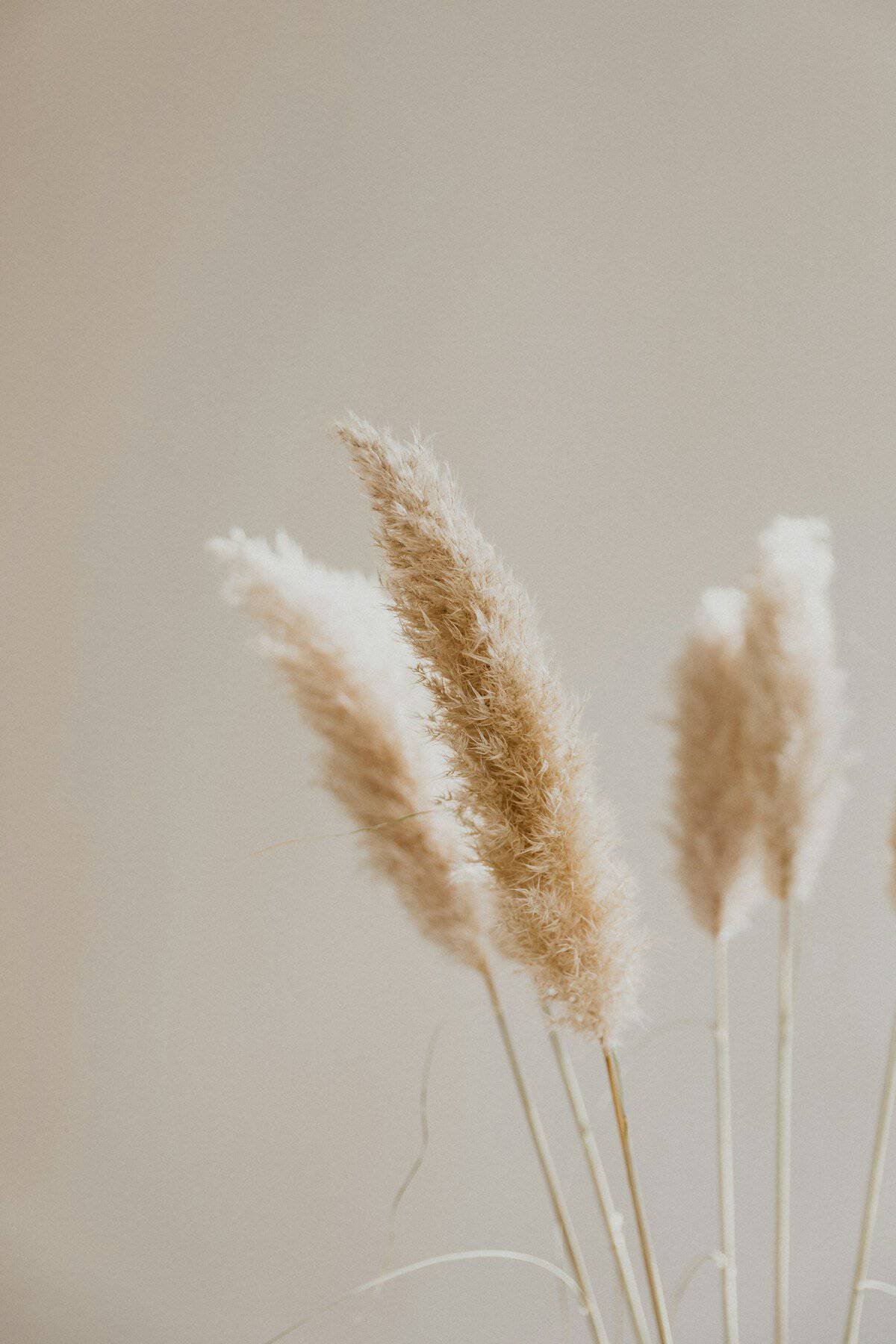 Dried pampas and wheat stems in a neutral vase