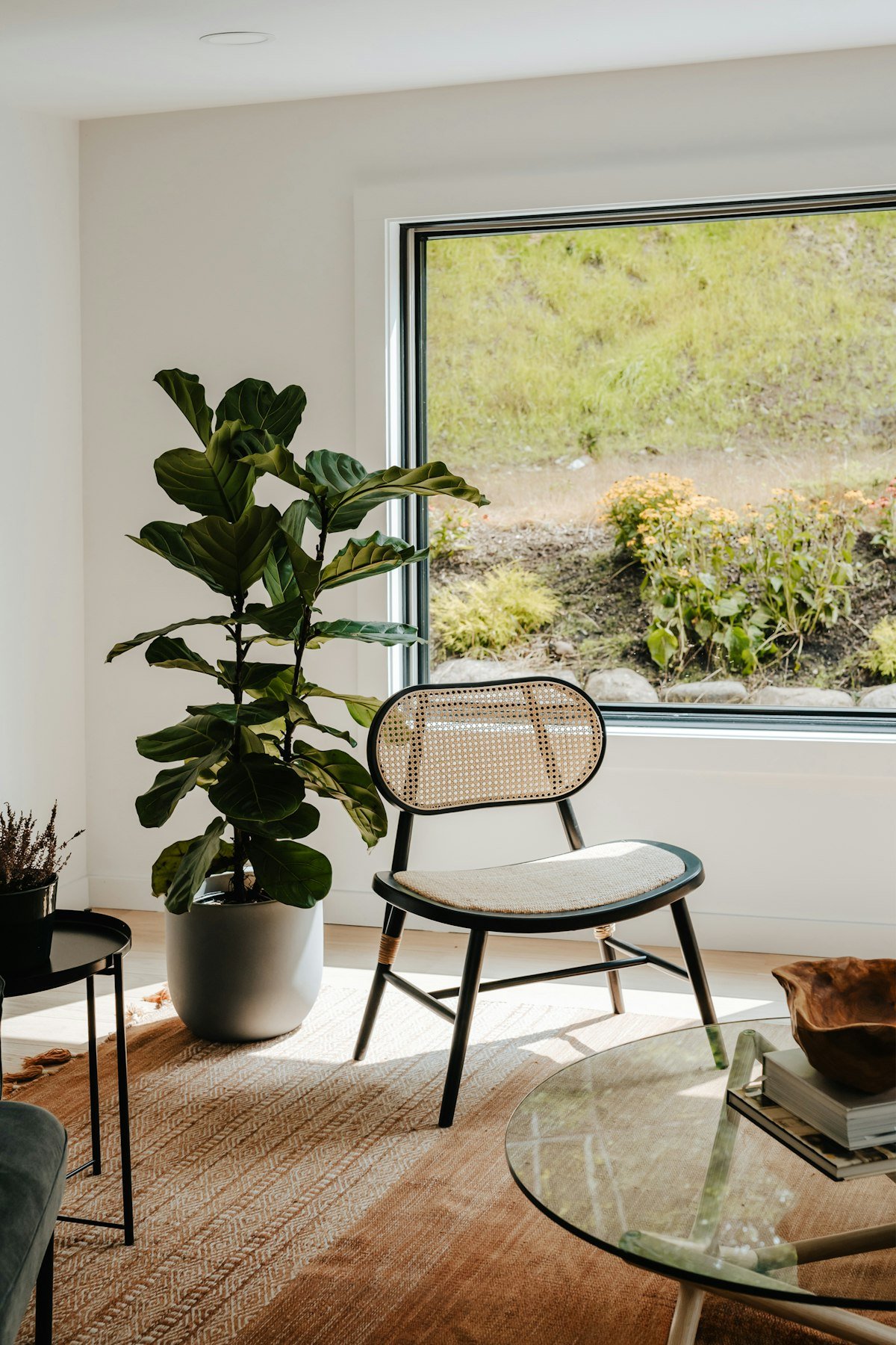 Tall fiddle leaf fig filling a bright corner of a living room