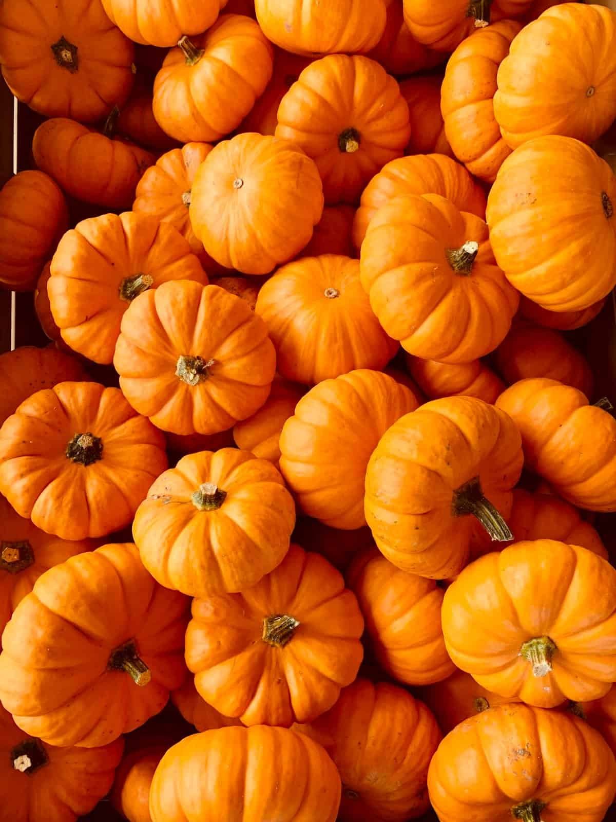 Pile of mini orange pumpkins for budget fall decor
