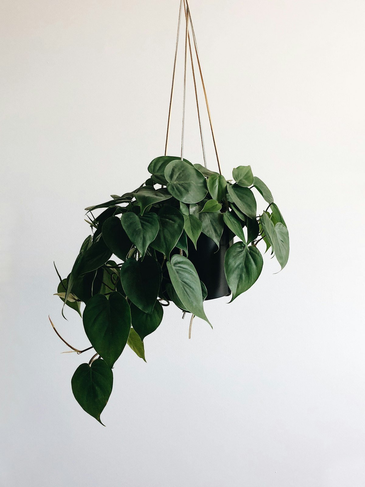 Trailing pothos plant adding life to a shelf