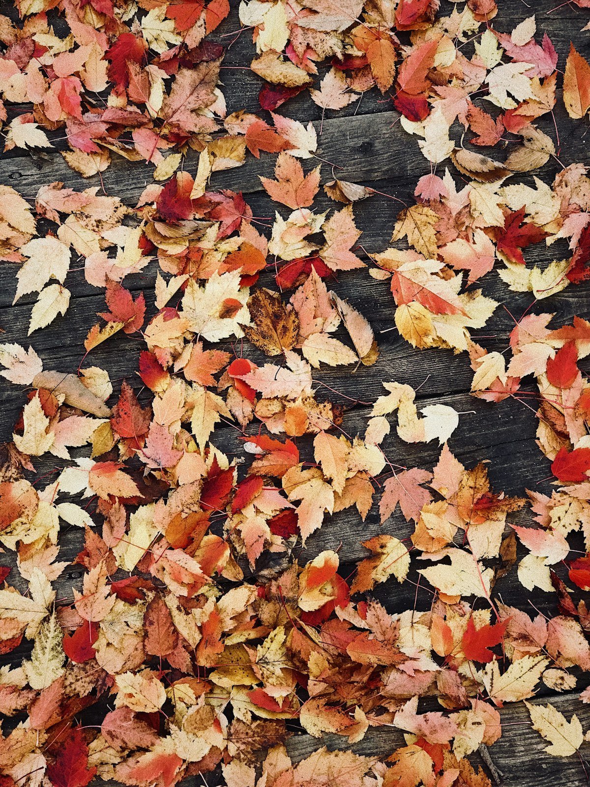 Autumn leaves scattered across a dark entry mat