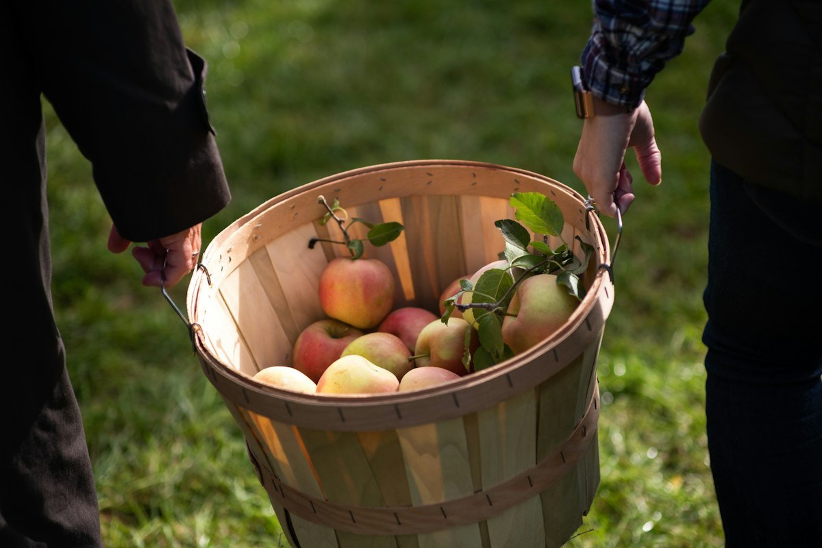 Harvest basket filled with fresh apples